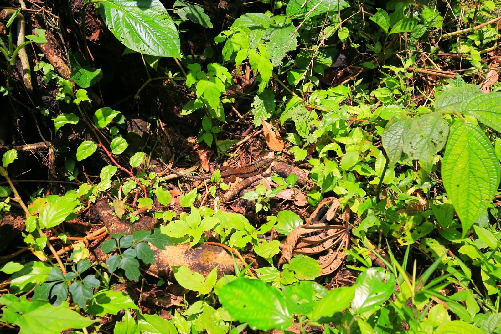 Sous-bois humide de la forêt tropicale