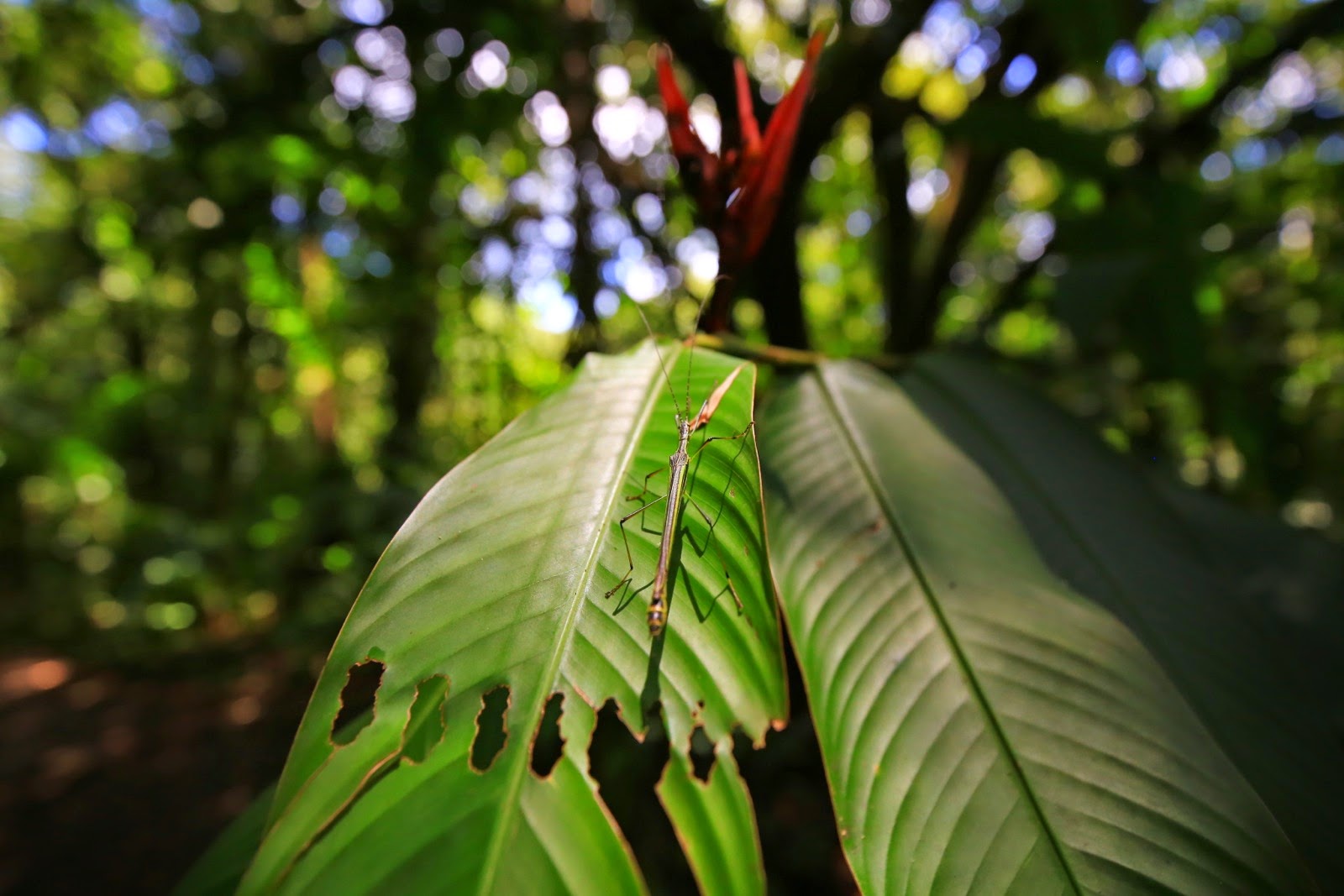 Une large feuille de la jungle