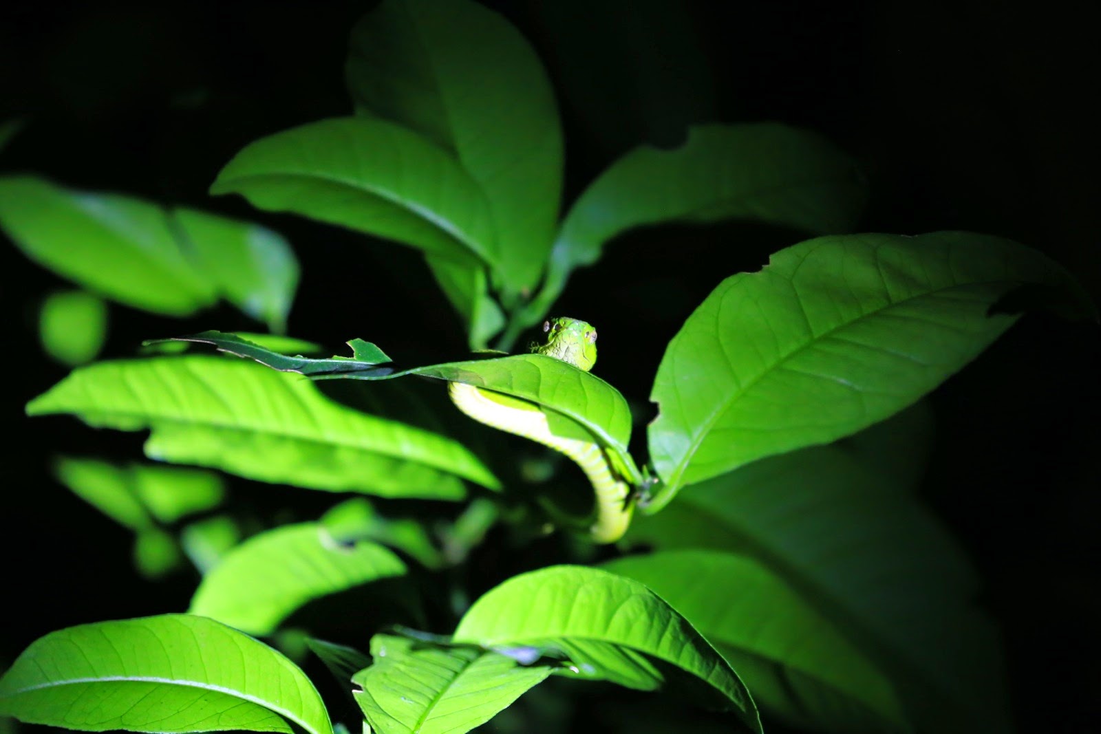 Un serpent vert presque invisible dans le feuillage