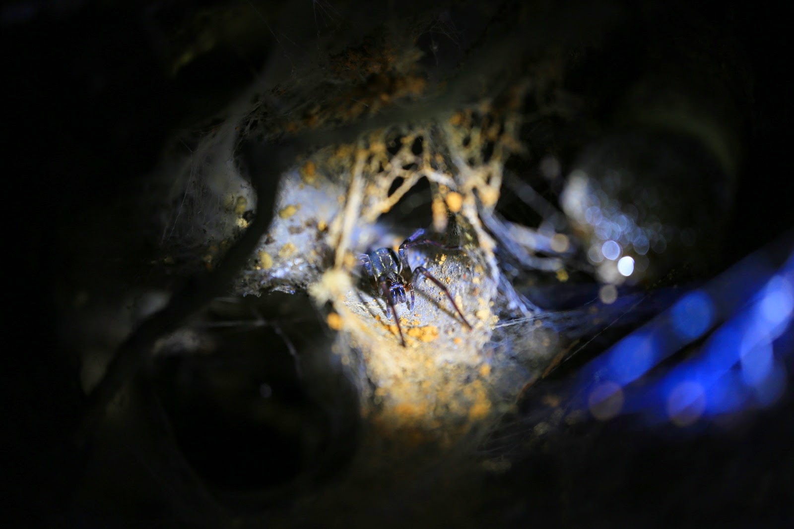Une araignée débusquée dans la nuit