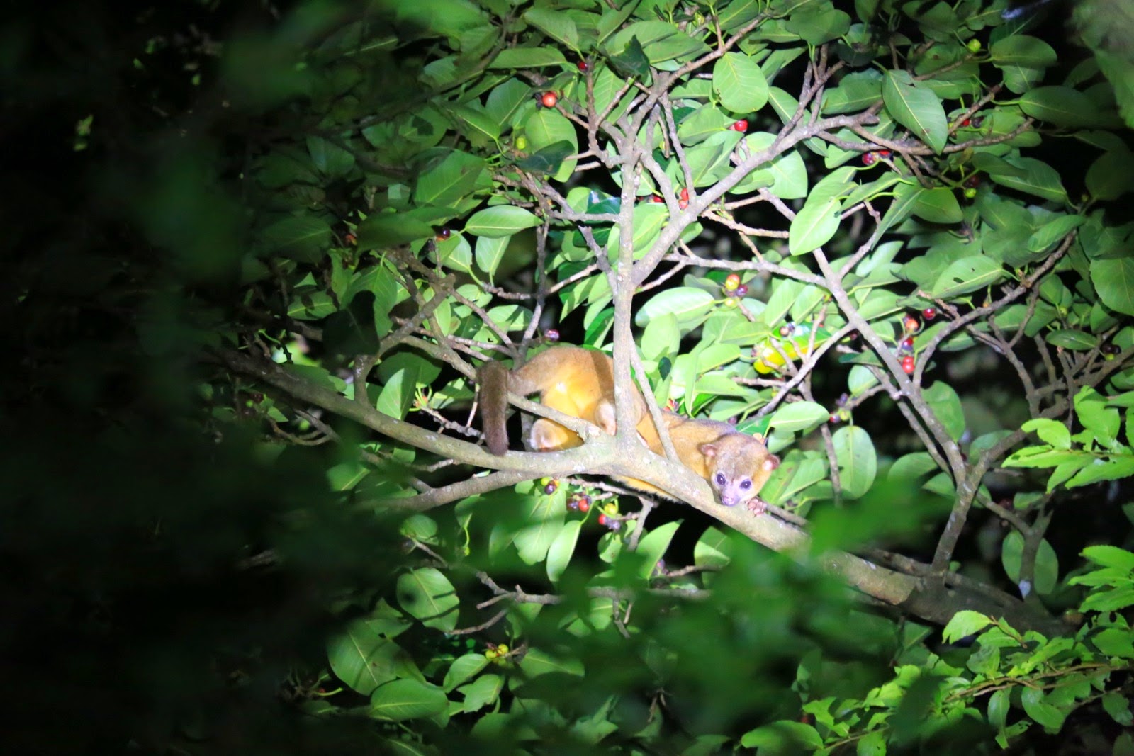 Le regard espiègle d’un kinkajou