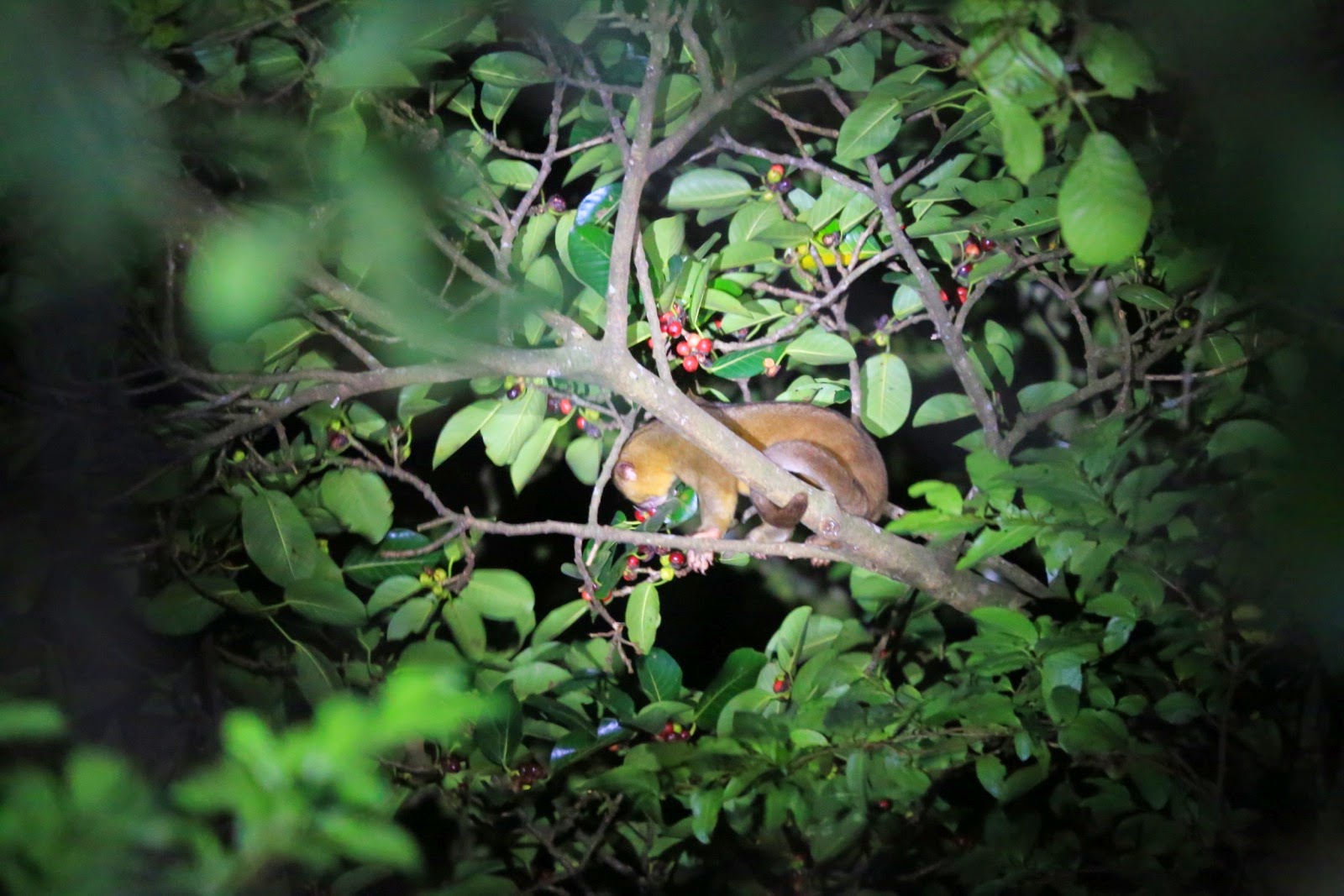 Un kinkajou dans les arbres