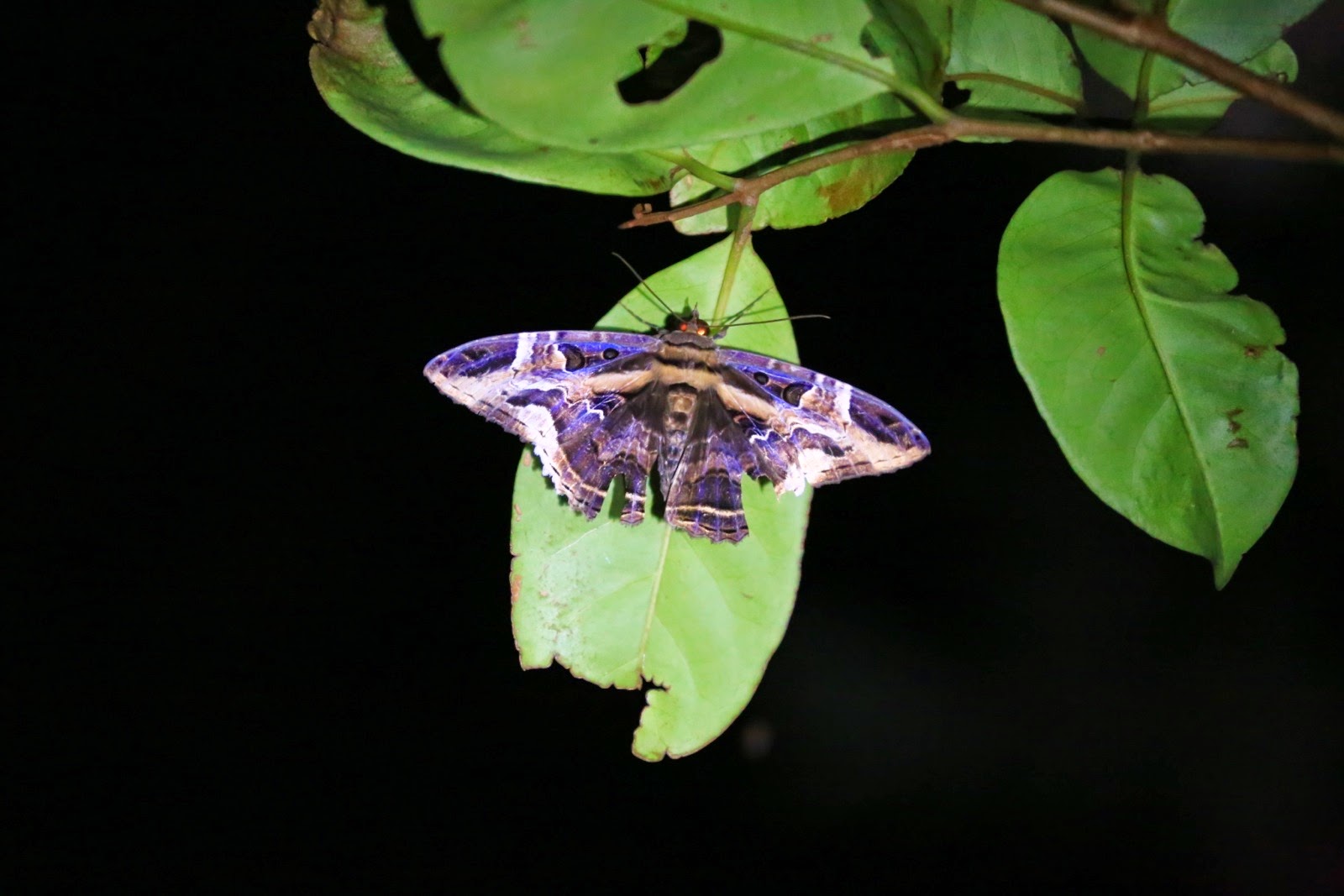 Un papillon de nuit violet sur une feuille