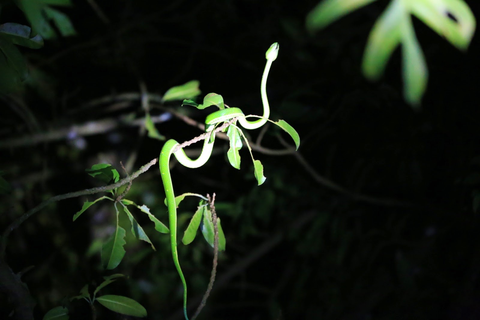 Un fin serpent vert éclairé par la lampe du guide