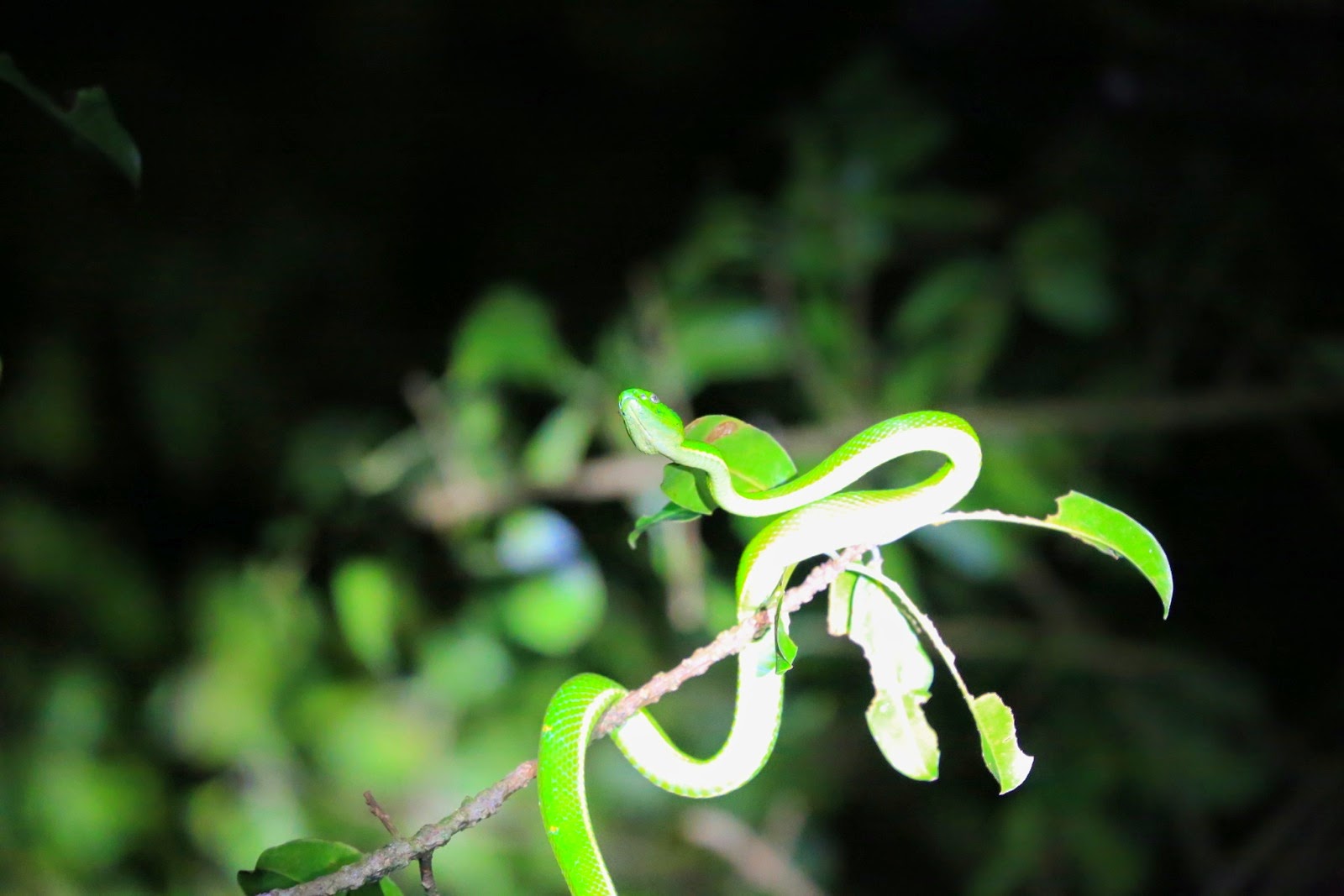 Un serpent vert entremêlé dans les branches