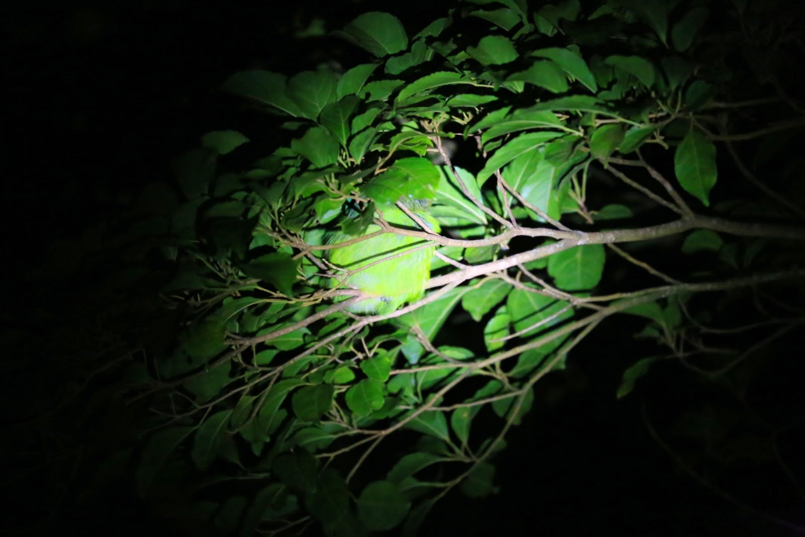 Un animal endormi dans les feuilles, de nuit