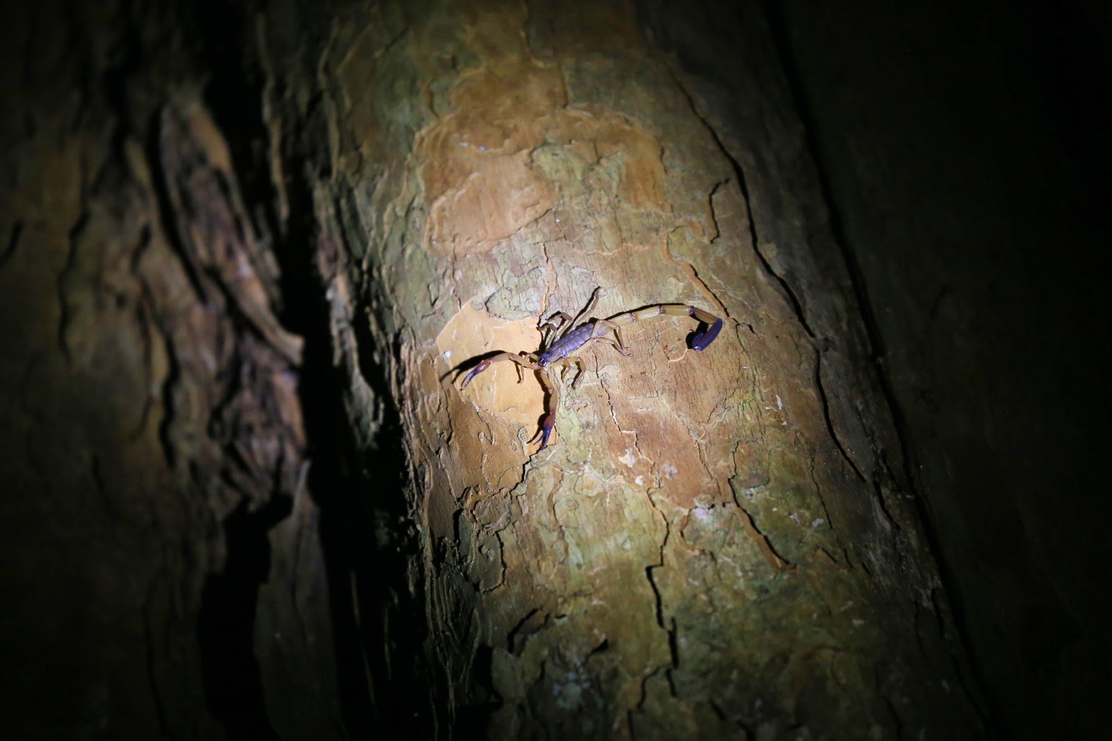 Un insecte sur un tronc d’arbre, de nuit