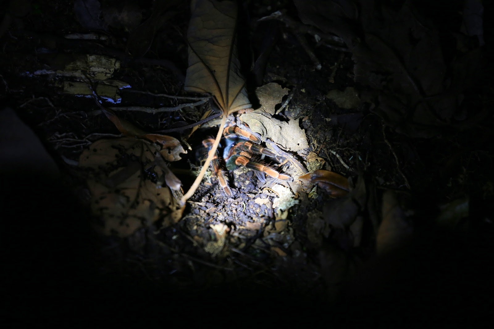 Une tarentule aux pattes velues dans le noir