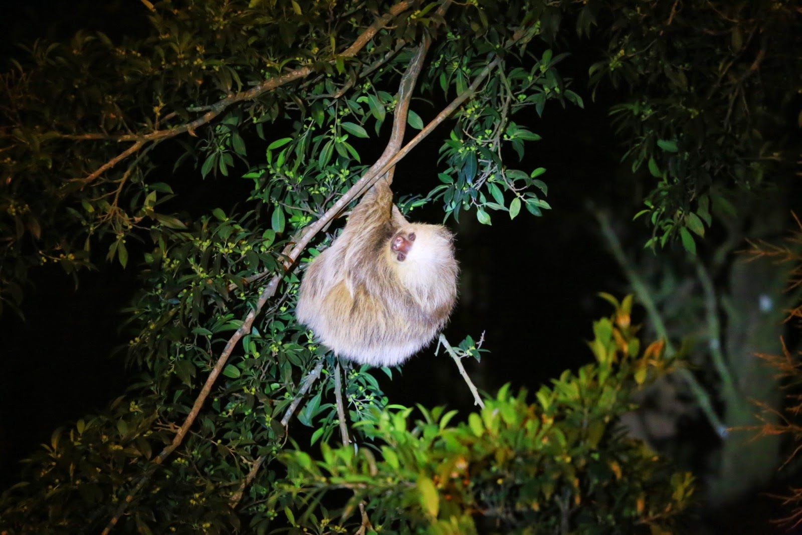 Un paresseux suspendu à une branche, de nuit