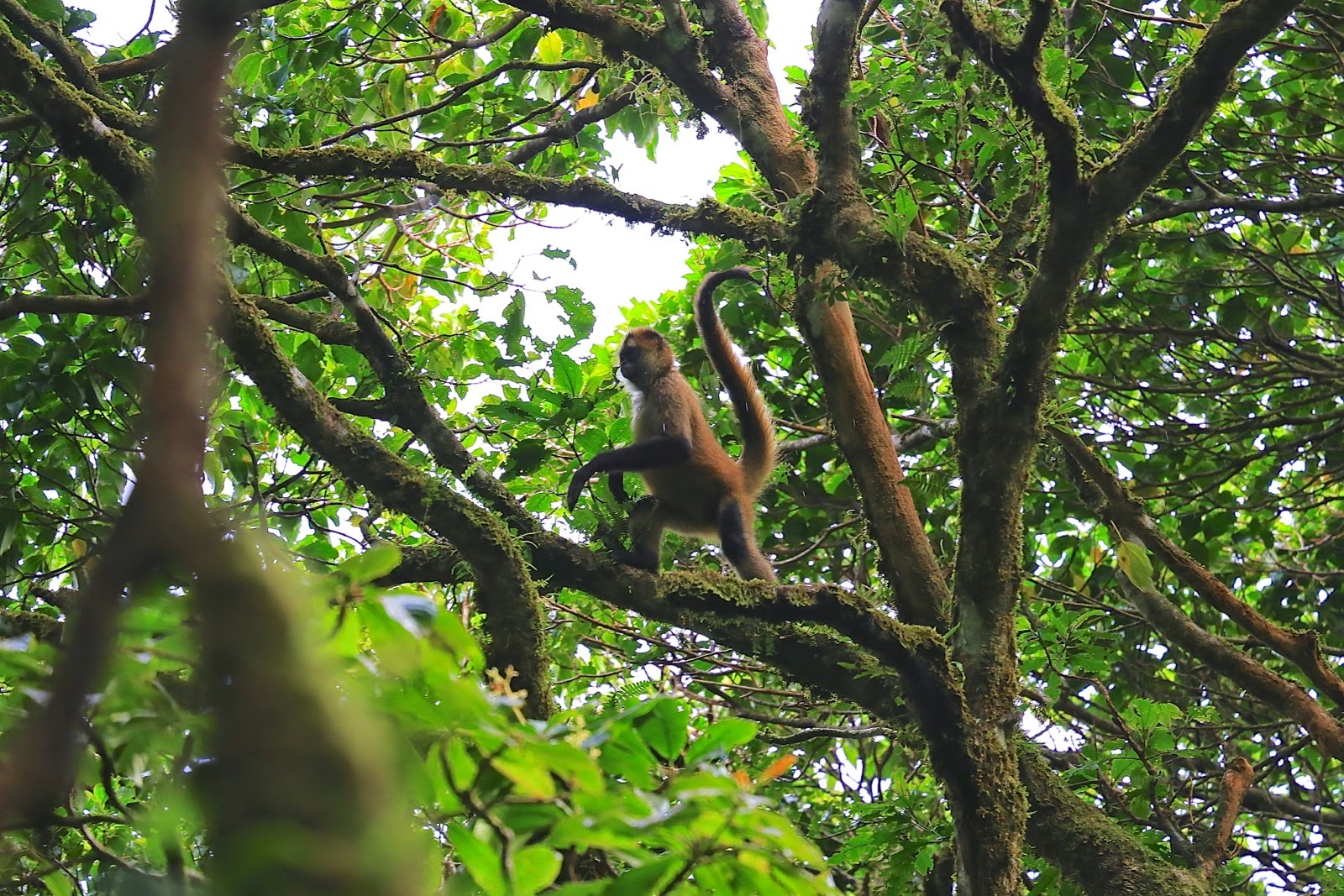 Un singe araignée suspendu par la queue