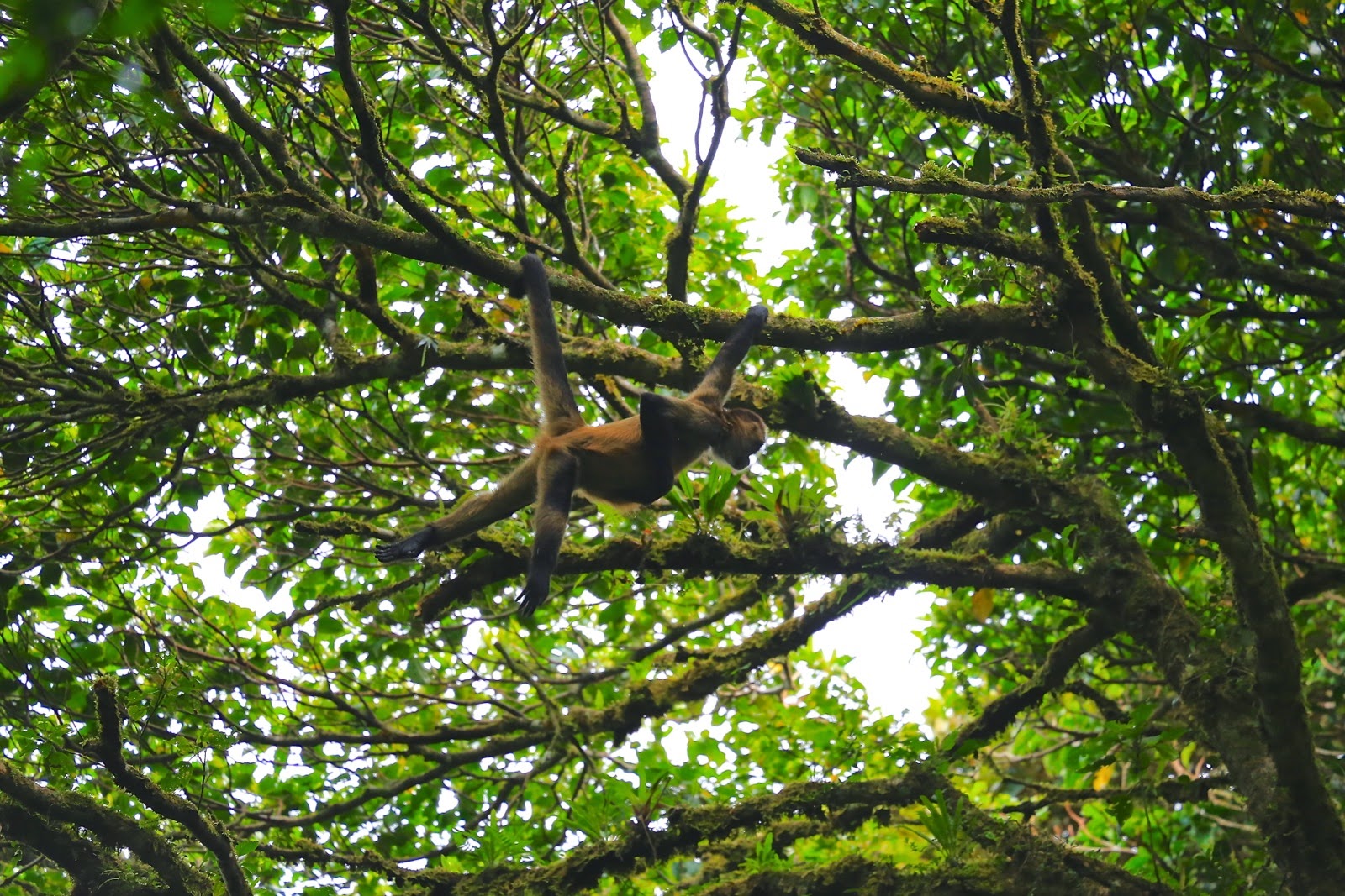 Des singes araignées dans la canopée de Monteverde