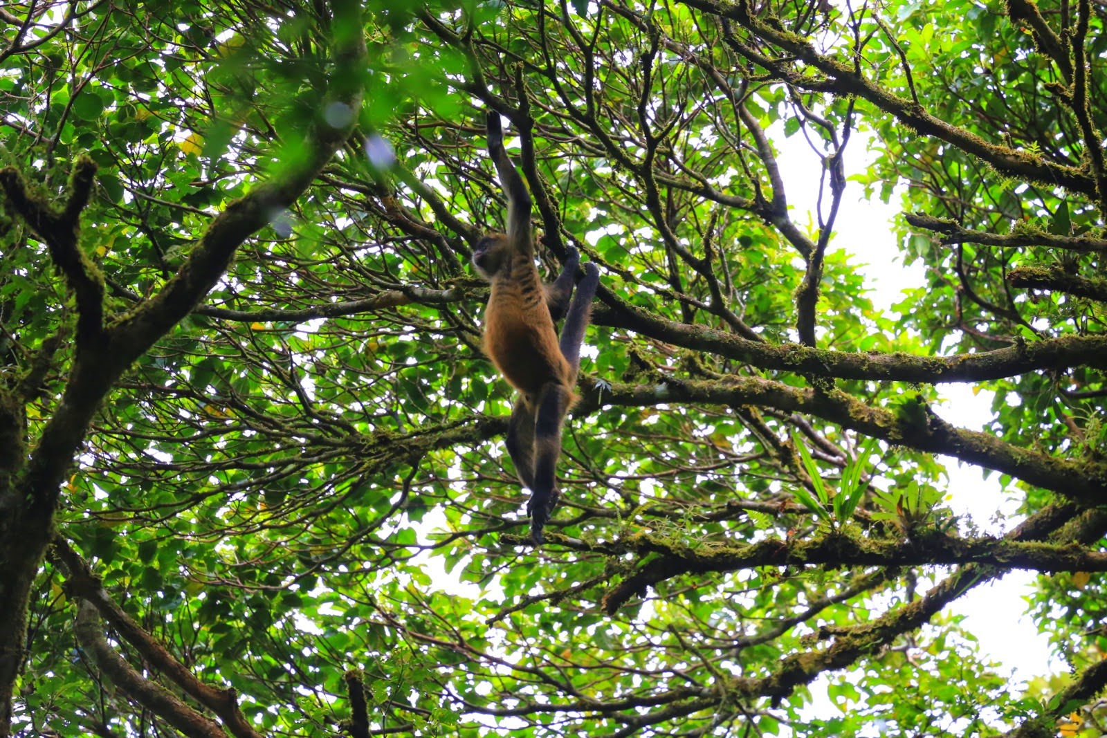 Un singe araignée dans les branches