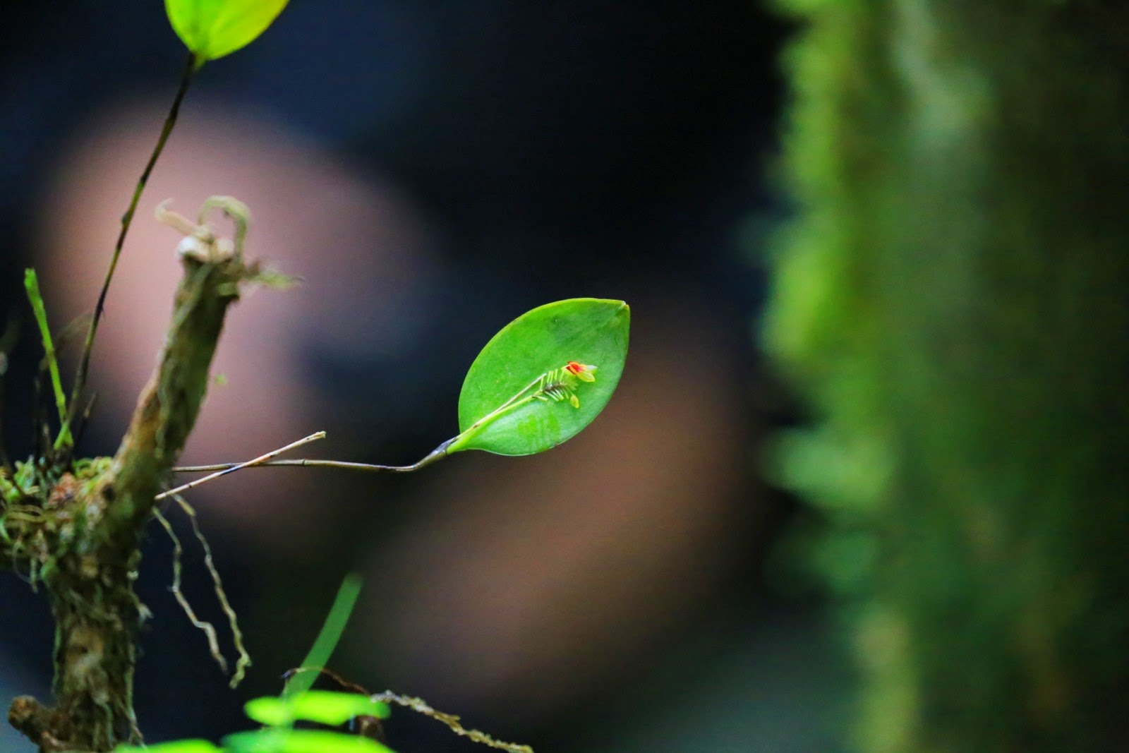 La plus petite orchidée du monde