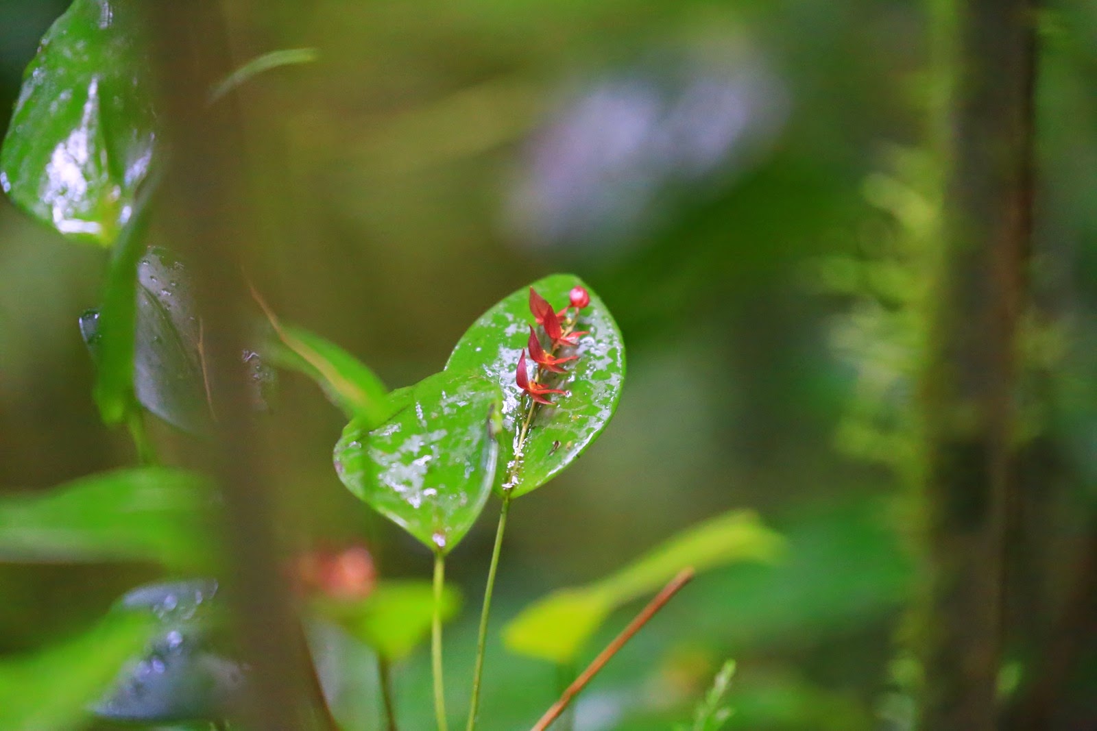 Une feuille rouge et verte dans la forêt