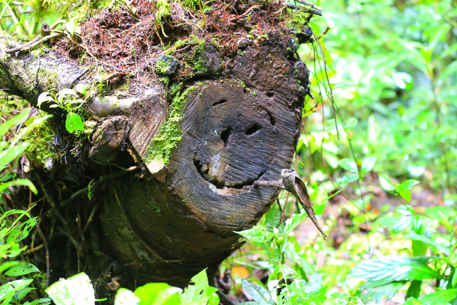 Un tronc d’arbre qui fait la grimace