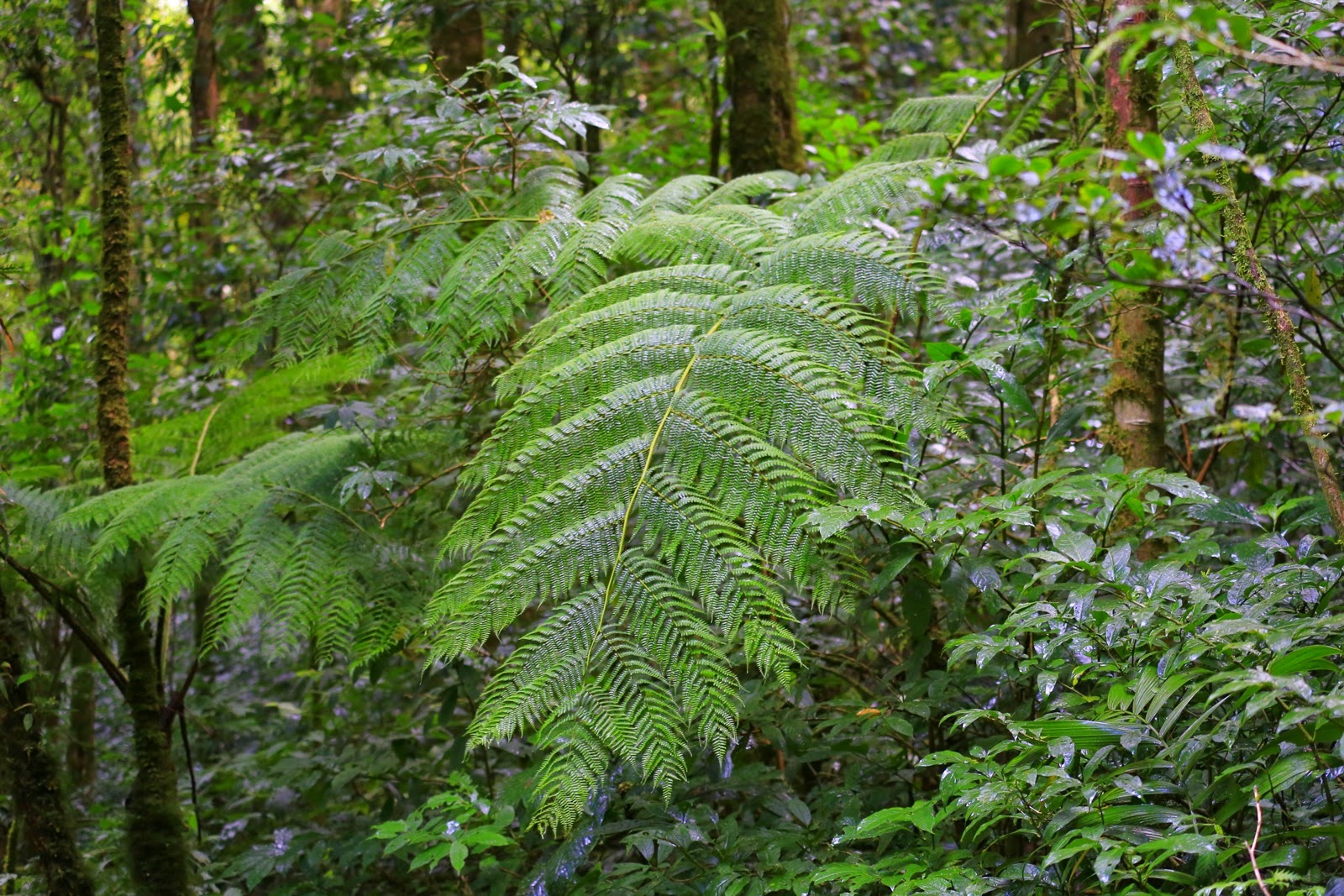 Des fougères géantes dans la forêt nuageuse