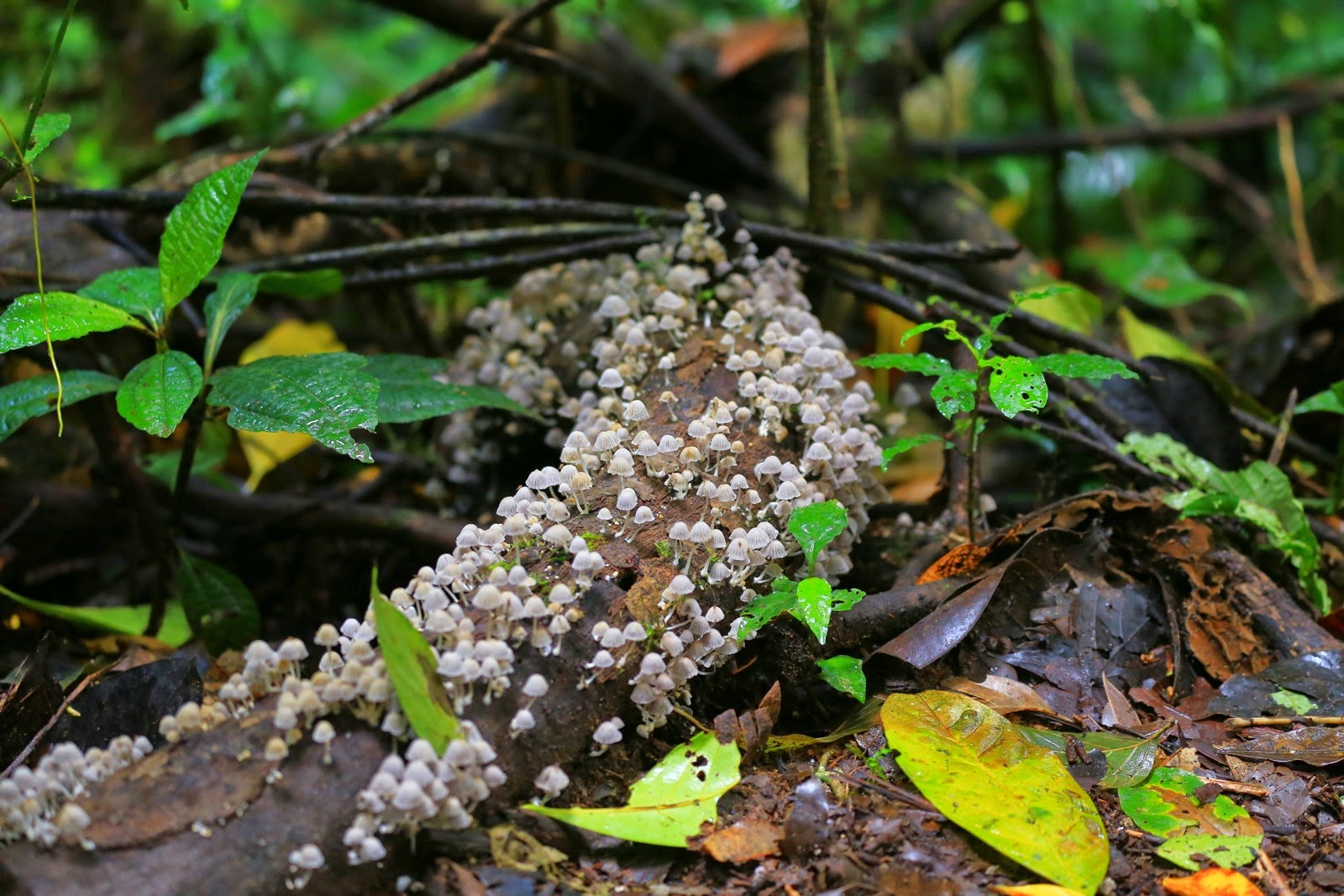 Des champignons sur un tronc mort