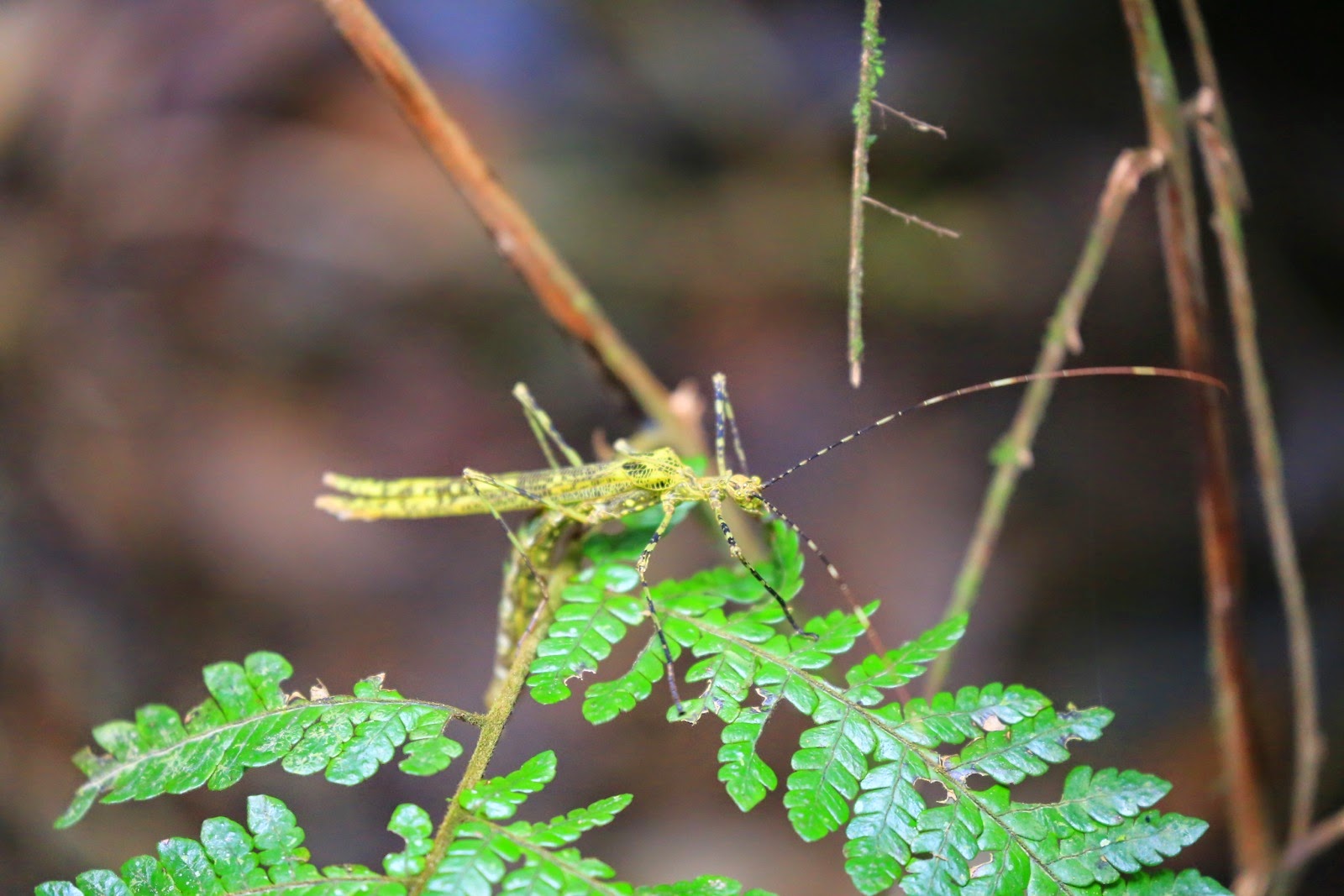 Un insecte camouflé dans les herbes
