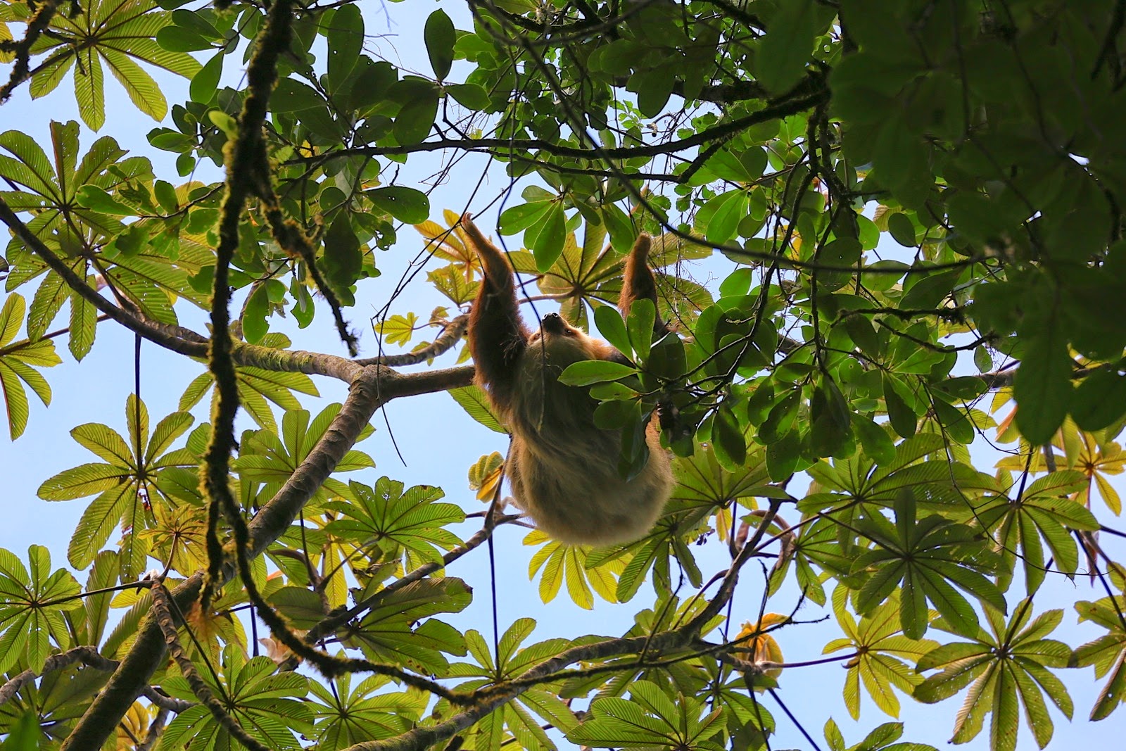 Un paresseux dans les branches