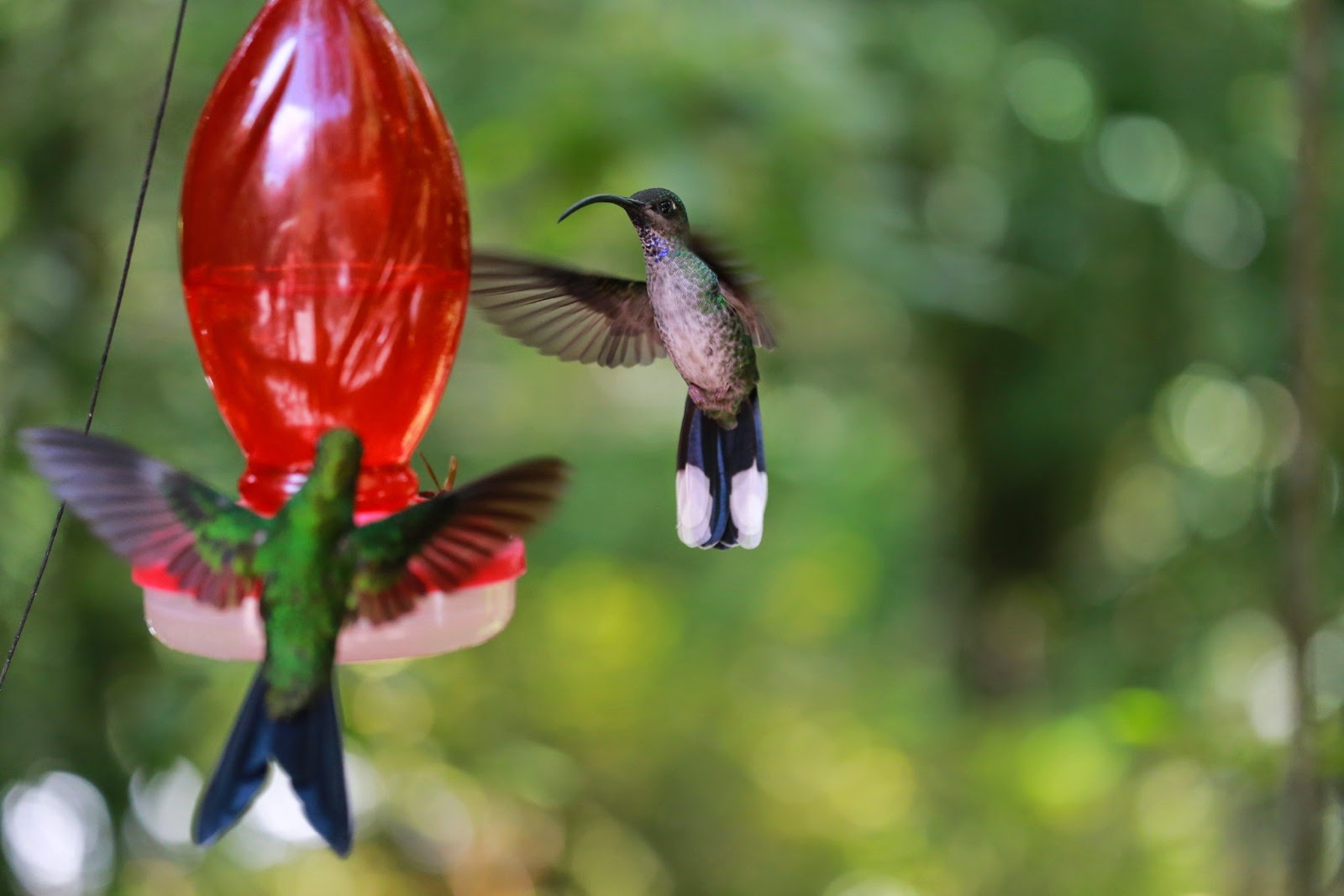 Colibris en plein vol autour d’un point d’eau