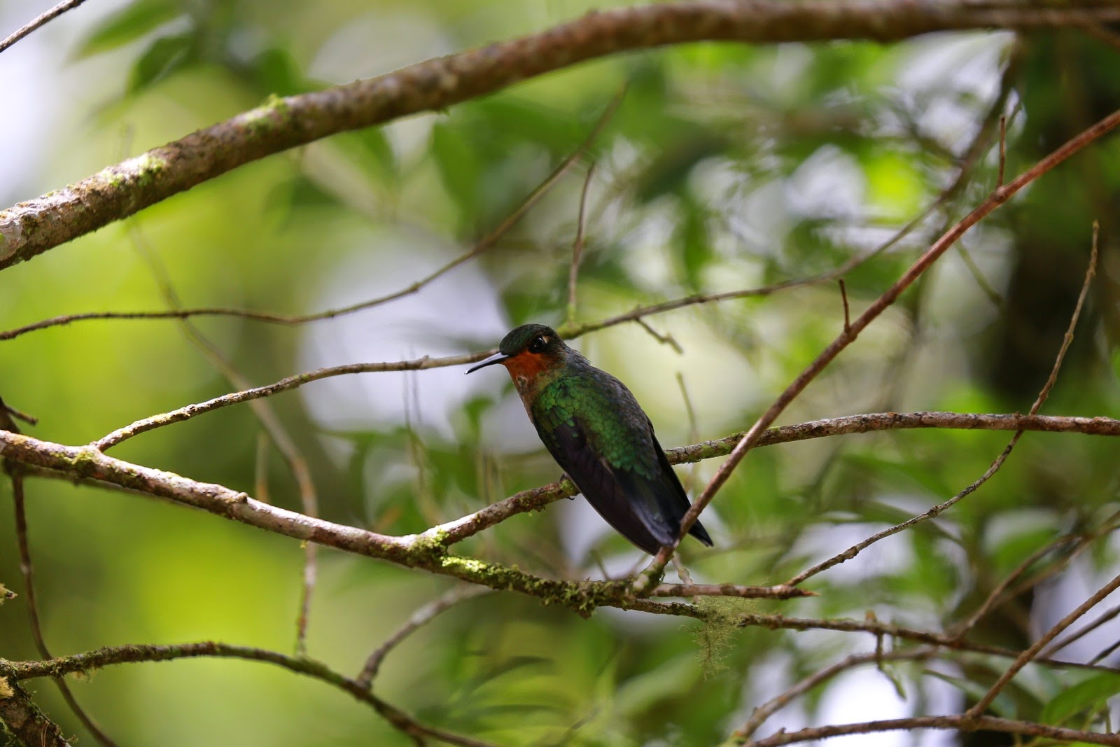 Un colibri perché sur une branche