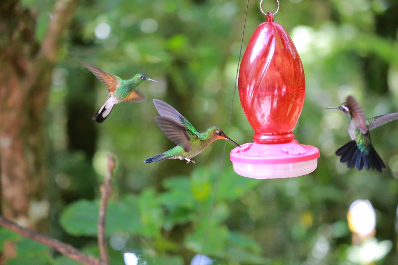 Ballet de colibris autour de l’abreuvoir