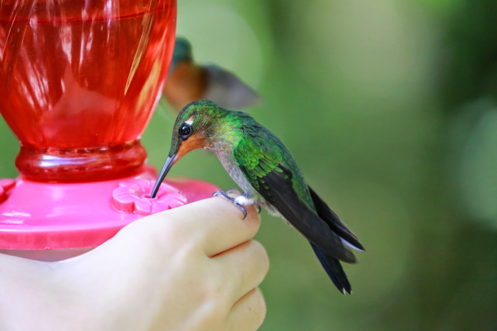 Un colibri vient boire à l’abreuvoir