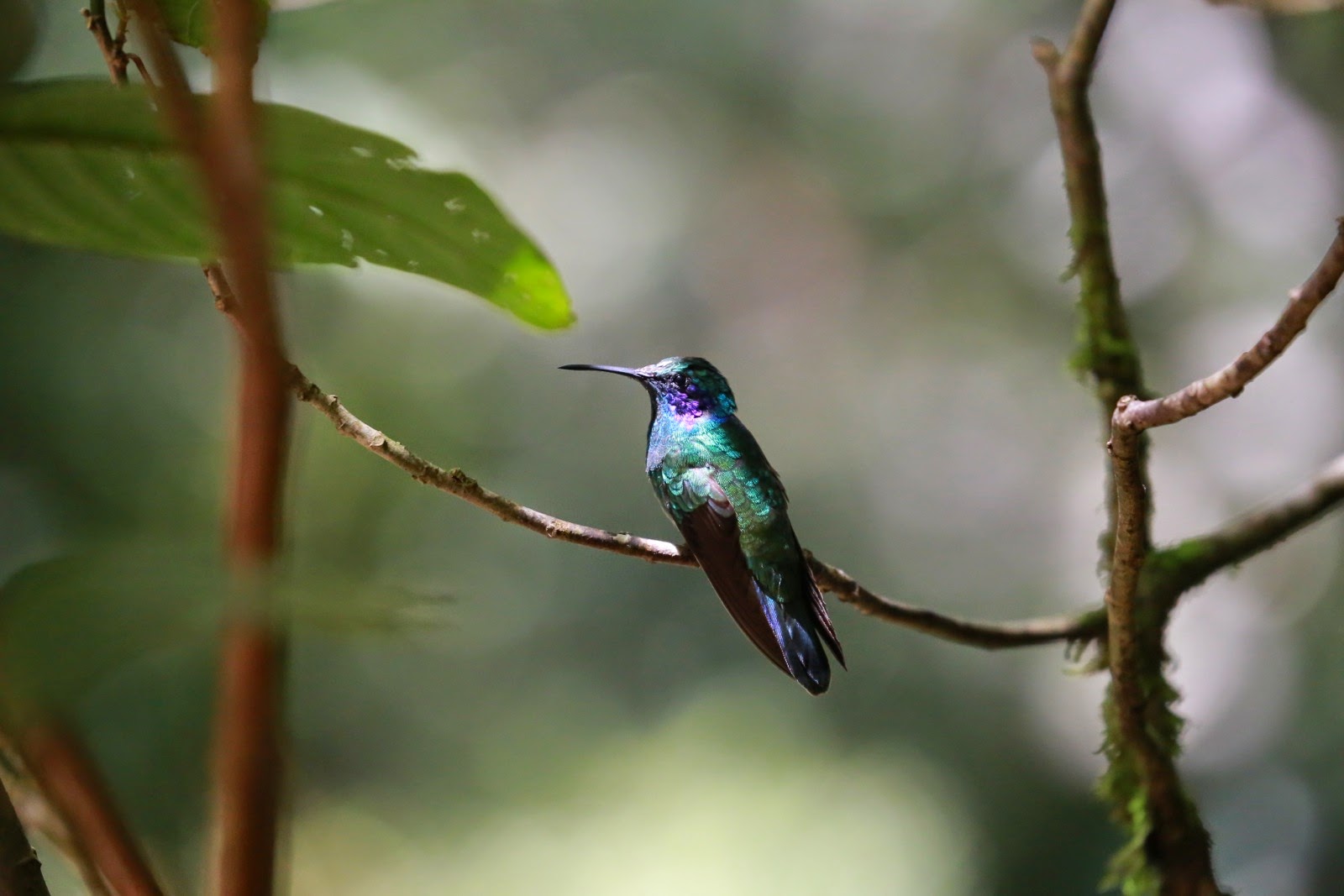 Un colibri au plumage vert irisé