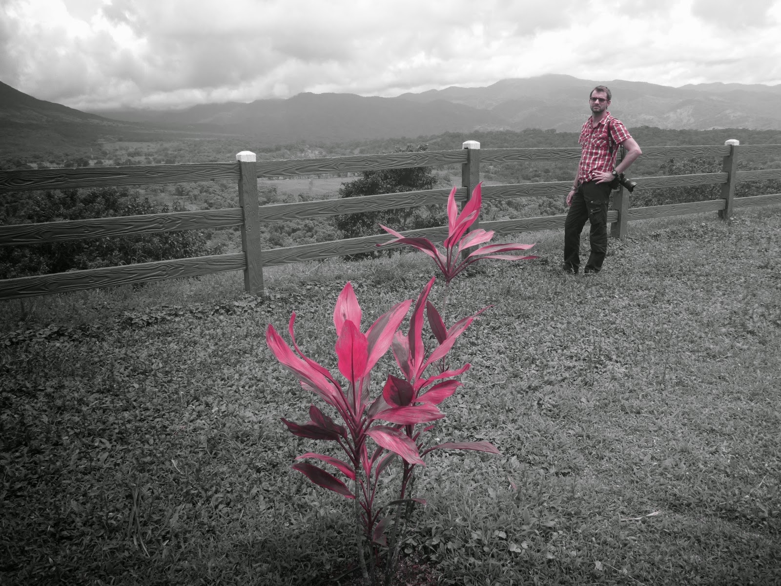 Une fleur rose en couleur dans un paysage noir et blanc