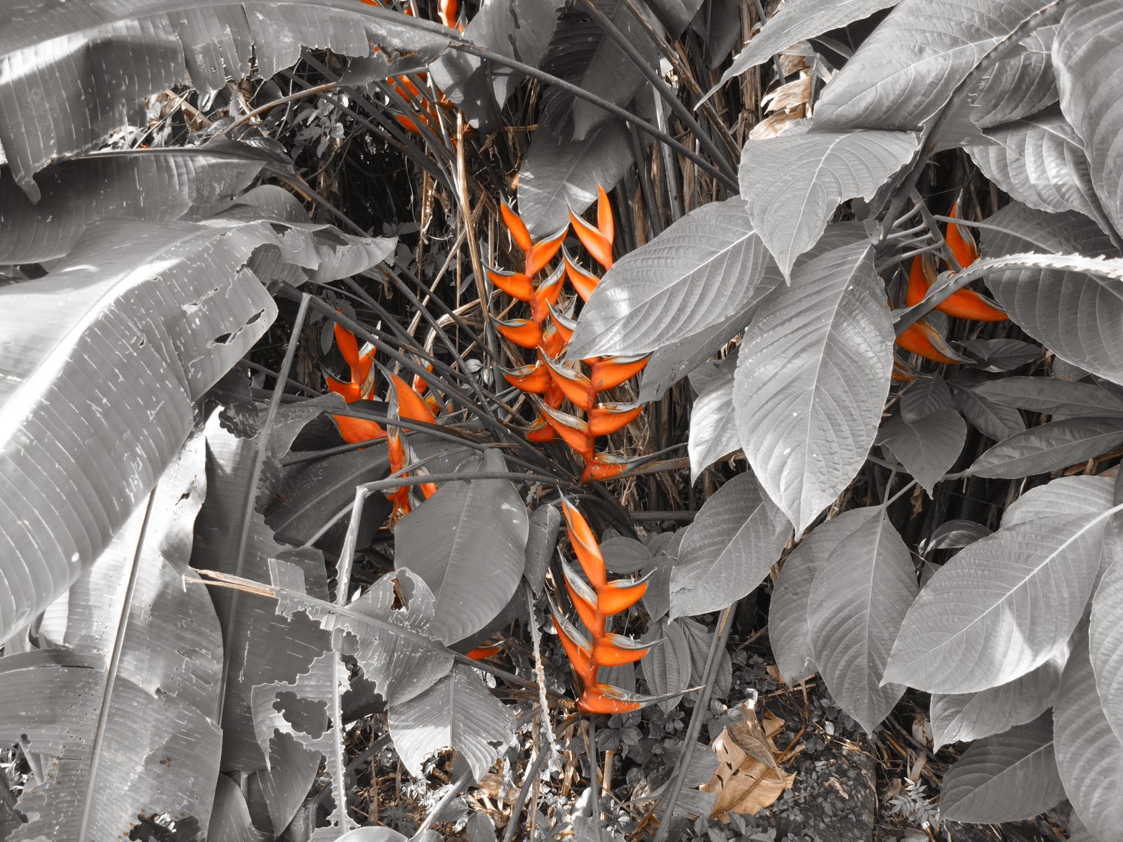 Des héliconias orange sur fond noir et blanc