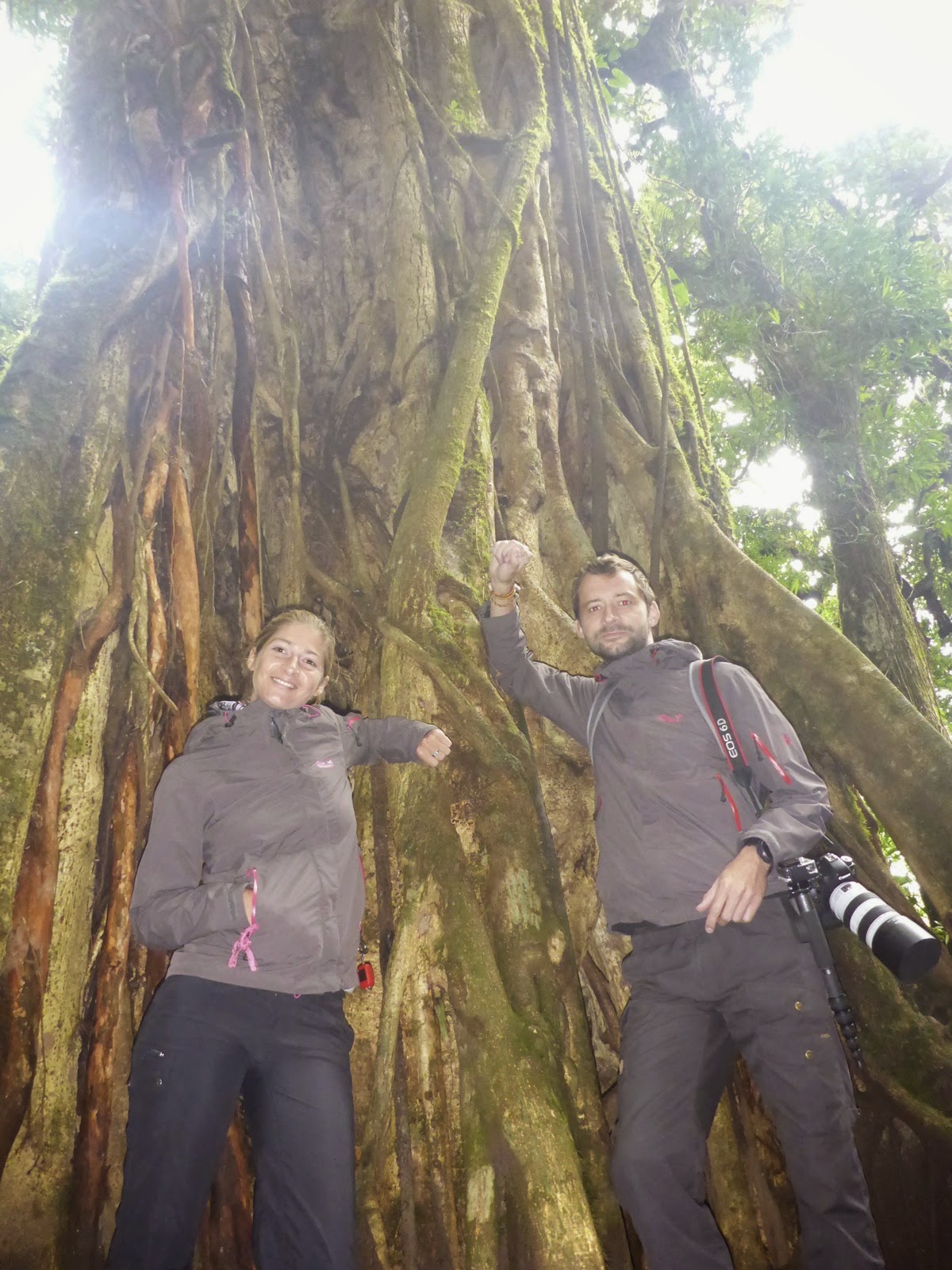 Un couple devant un arbre géant de la forêt nuageuse