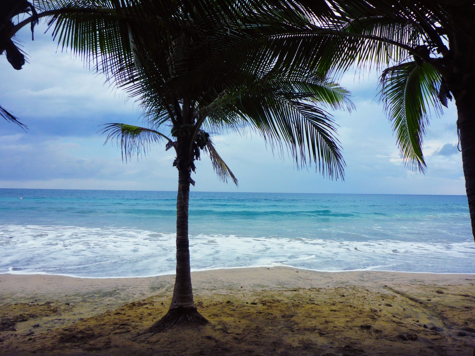Un palmier solitaire sur la plage
