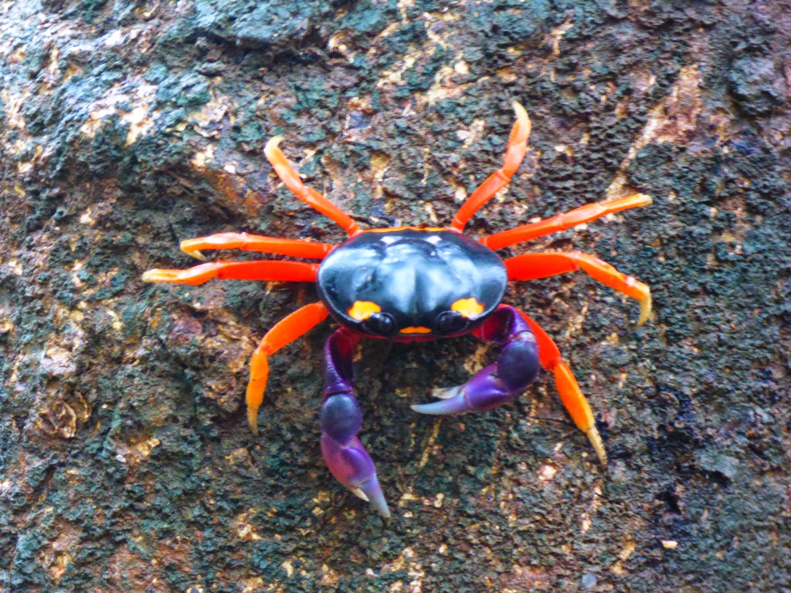 Un crabe aux couleurs vives sur la plage