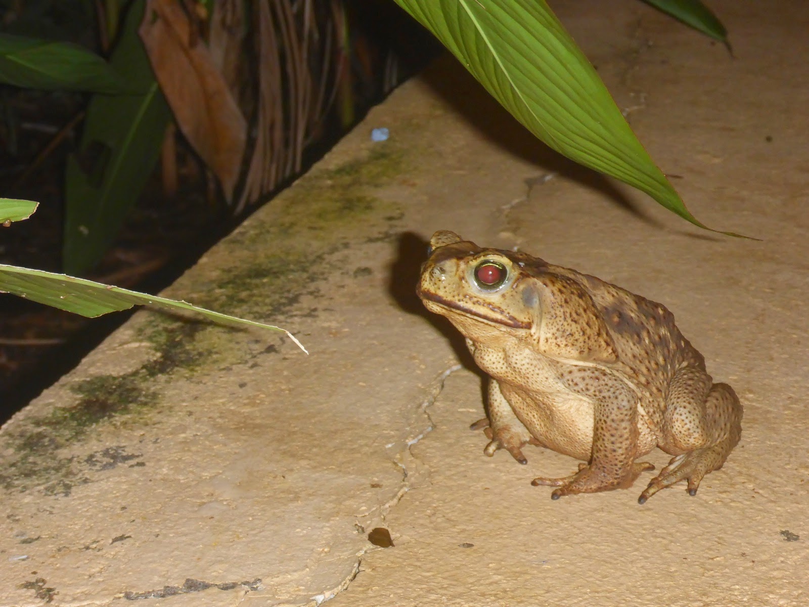 Un crapaud aussi gros qu’un ballon de handball