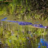 Un crocodile dans les eaux du parc national des Everglades