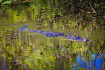 Un crocodile dans les eaux du parc national des Everglades