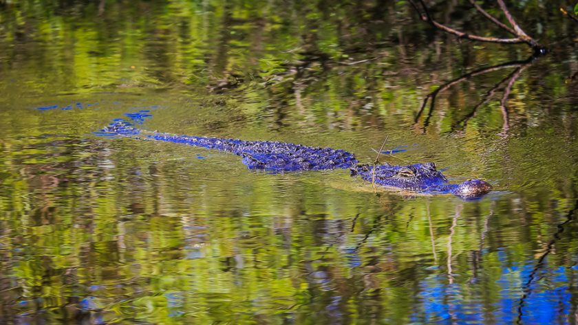 Un crocodile dans les eaux du parc national des Everglades