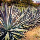 Agave bleu, la plante de la tequila
