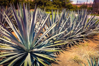 Agave bleu, la plante de la tequila