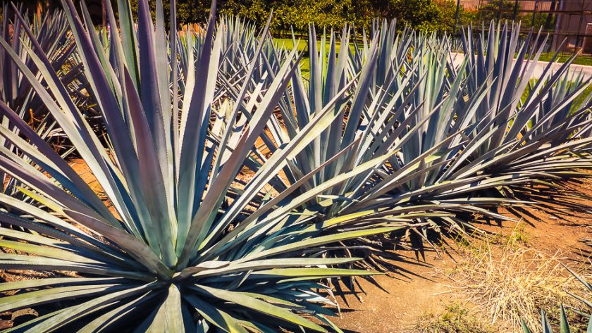 Agave bleu, la plante de la tequila