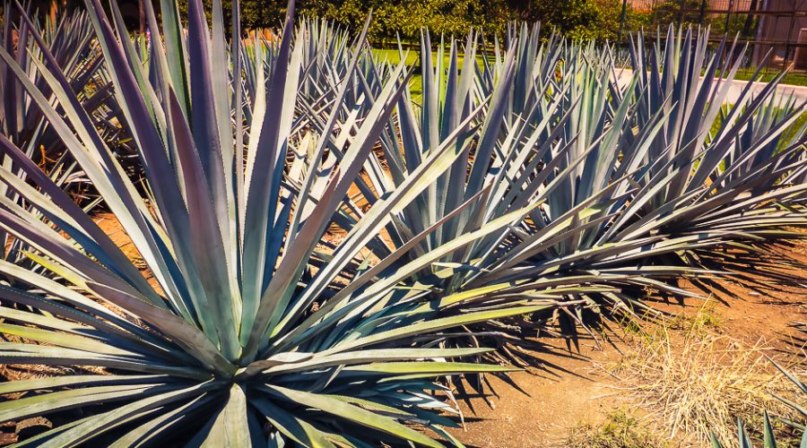 Agave bleu, la plante de la tequila