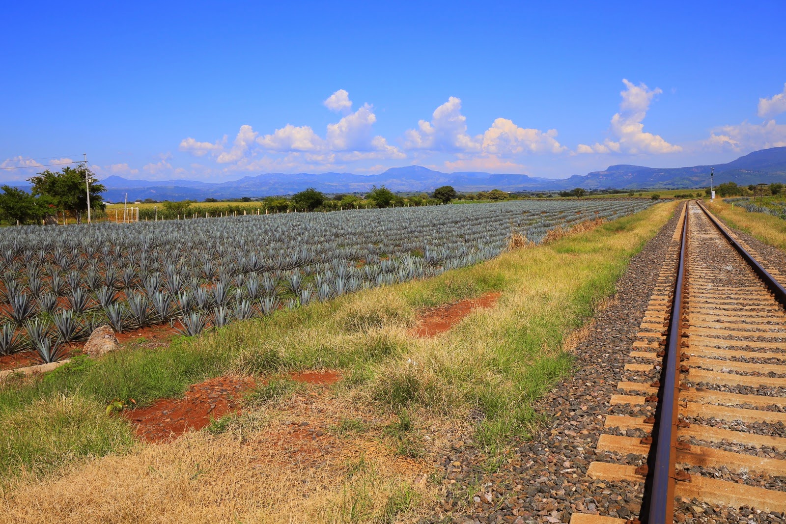 Voie ferrée le long des champs d’agaves