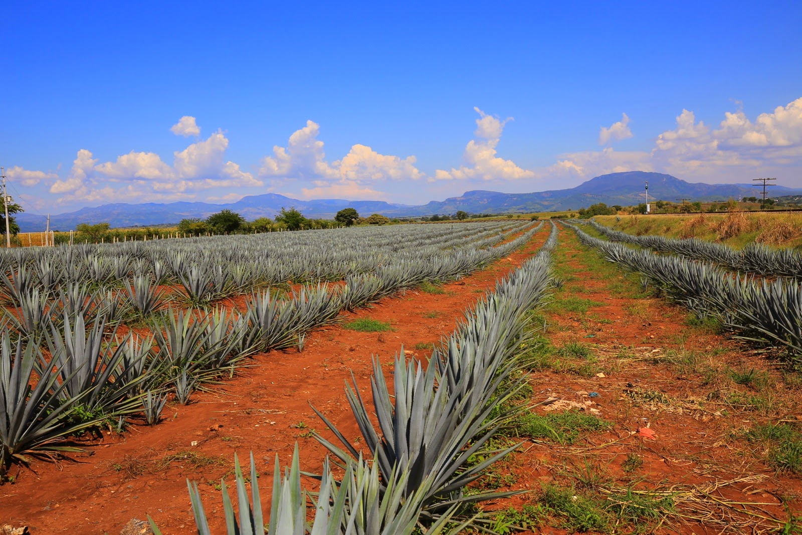 Champs d’agaves bleus à perte de vue près de Tequila