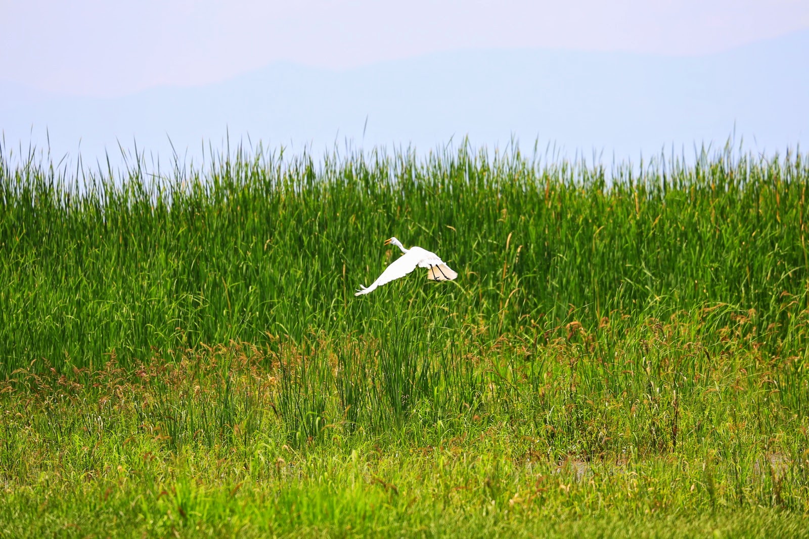 Aigrette blanche en vol au-dessus des herbes