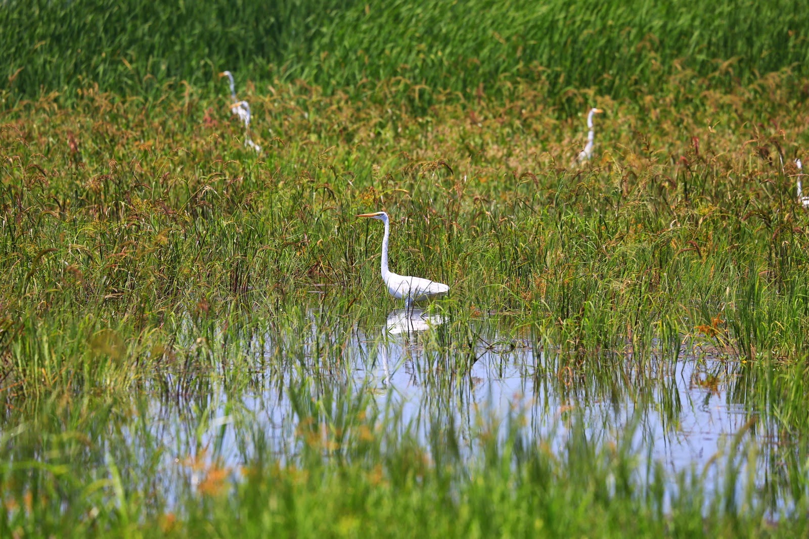 Aigrettes dans les eaux marécageuses du lac