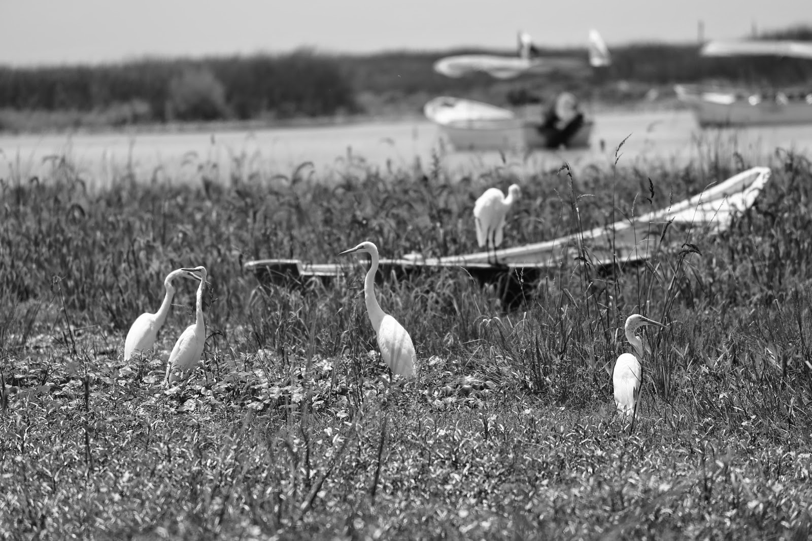 Aigrettes et barque au bord du lac, en noir et blanc
