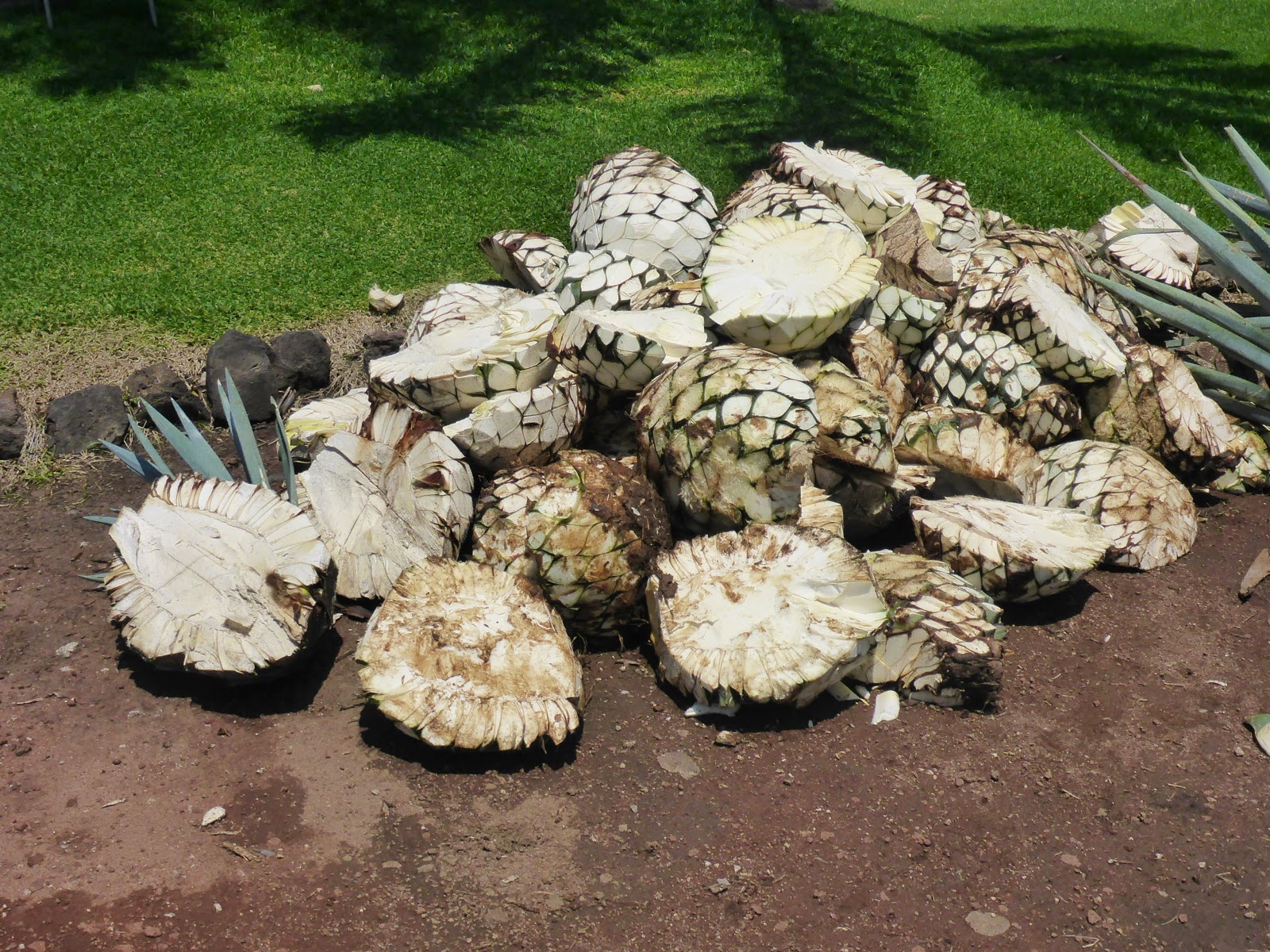 Cœurs d’agave épluchés, prêts pour la cuisson