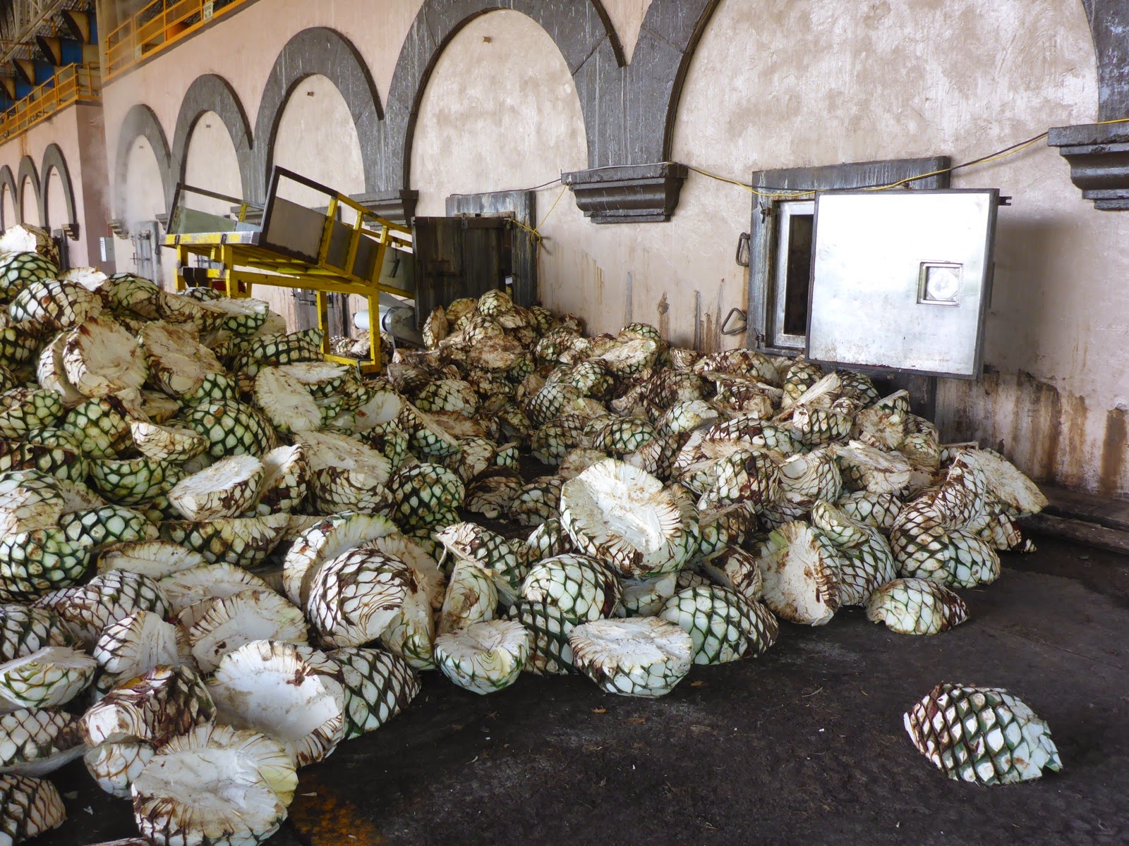 Cœurs d’agave entassés devant les fours