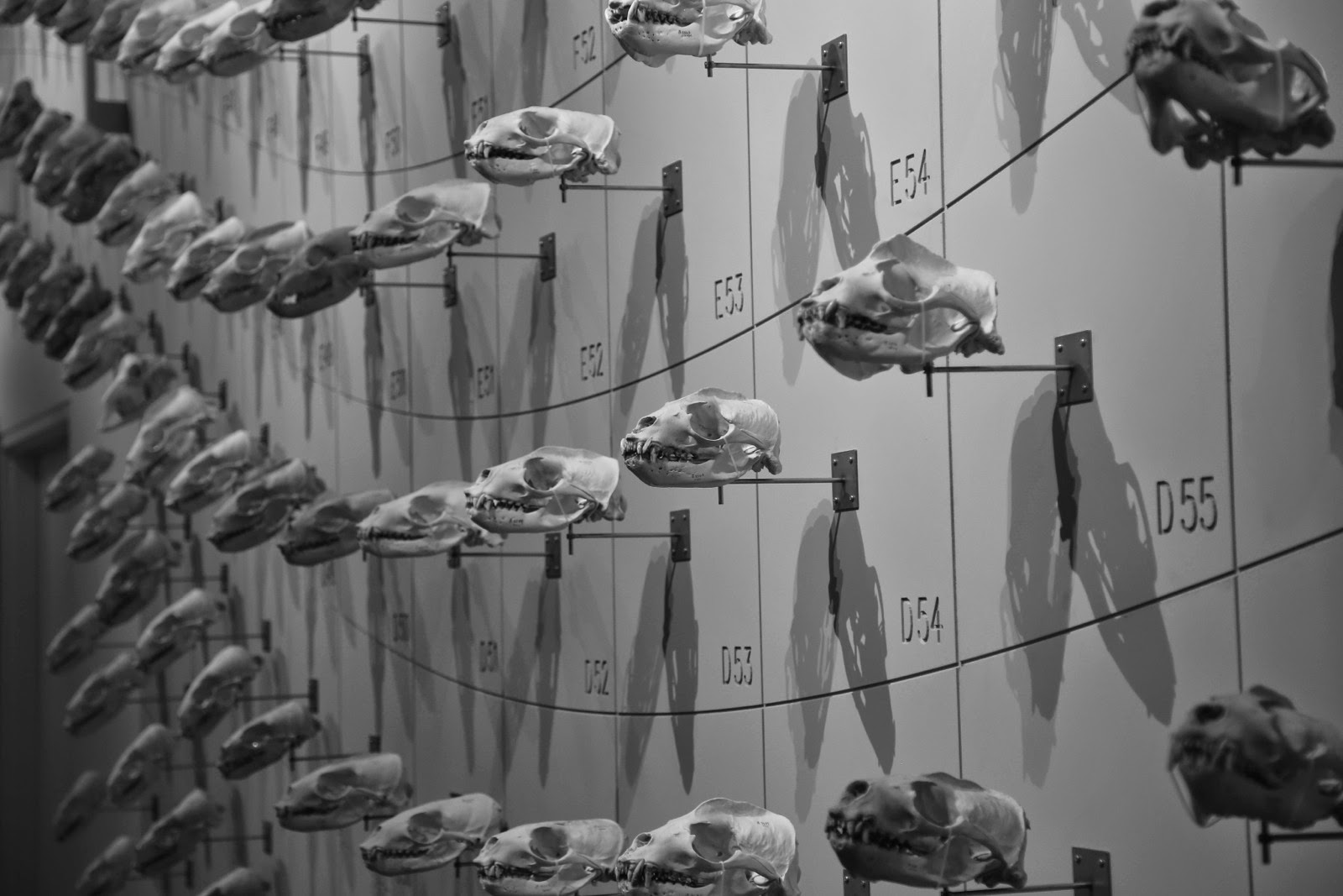 Une collection de spécimens en noir et blanc à la California Academy of Sciences