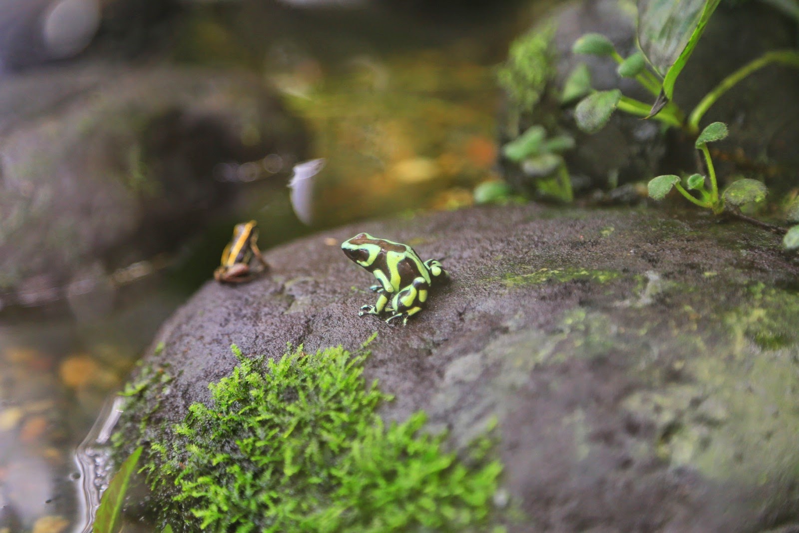 Une petite grenouille verte sur un rocher moussu